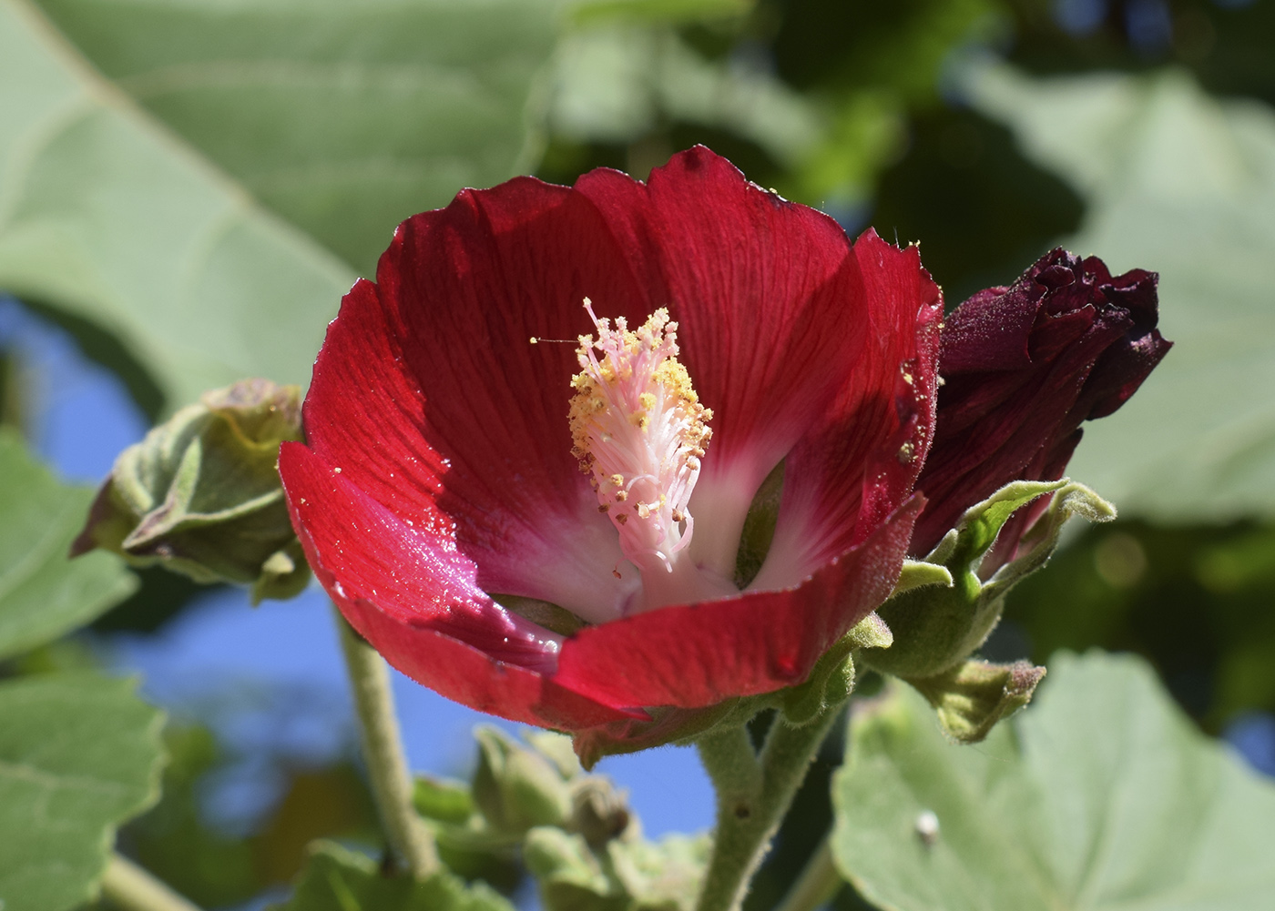 Изображение особи Phymosia umbellata.