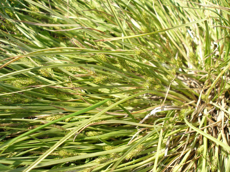 Image of Carex secalina specimen.