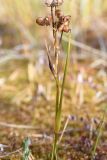 Scheuchzeria palustris. Часть побега с соплодием. Калужская обл., Спас-Деменский р-н, Большое Игнатовское болото, северо-западный сектор. 09.09.2022.