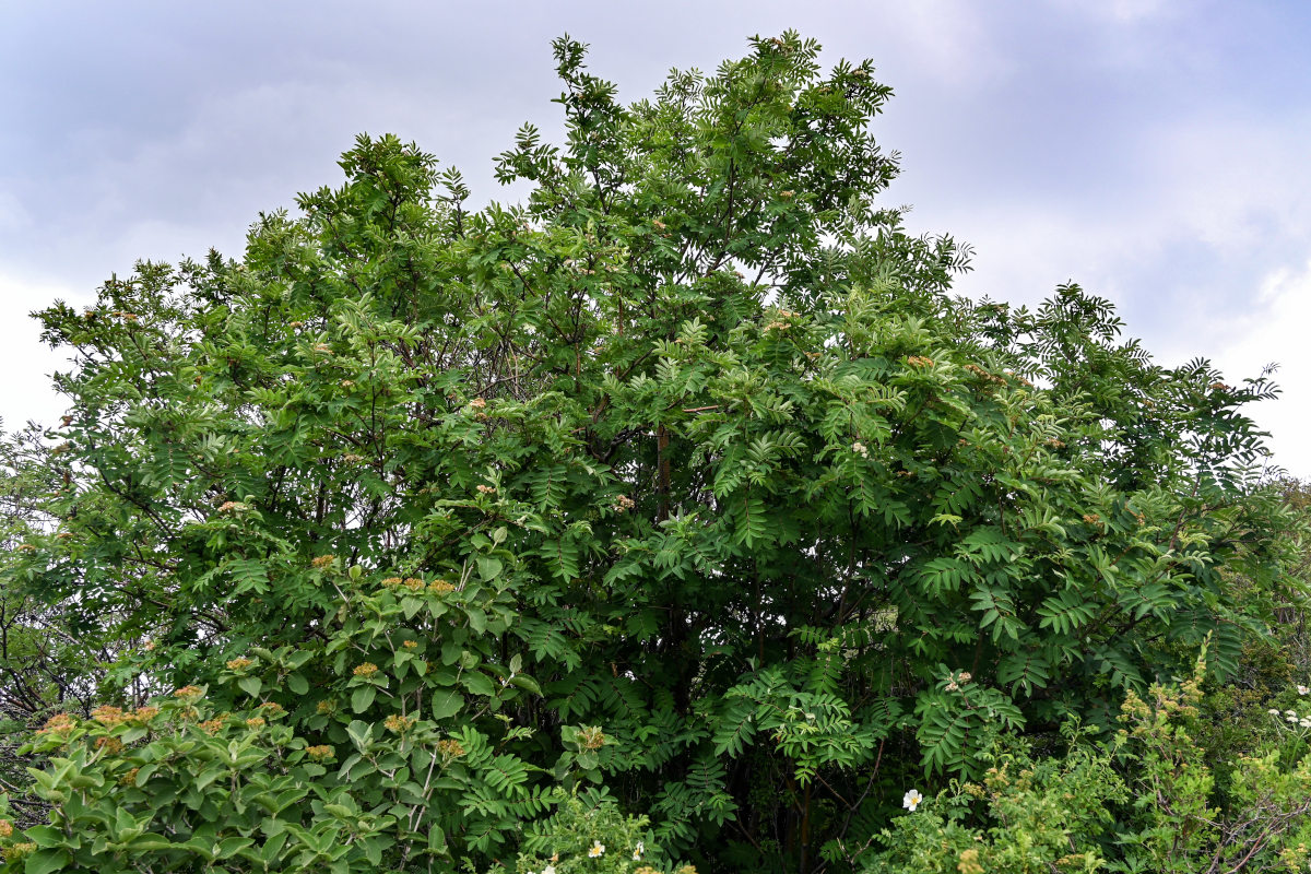 Image of Sorbus aucuparia specimen.