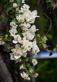 Bougainvillea glabra. Верхушка ветви с соцветиями. Марокко, обл. Марракеш - Сафи, г. Марракеш, в культуре. 31.12.2022.