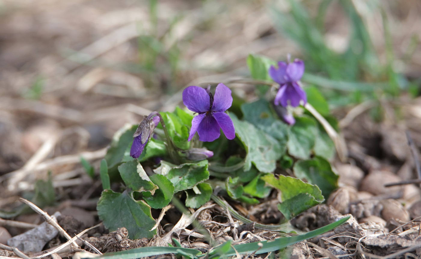 Image of Viola odorata specimen.