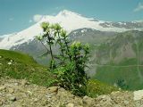 Cirsium obvallatum