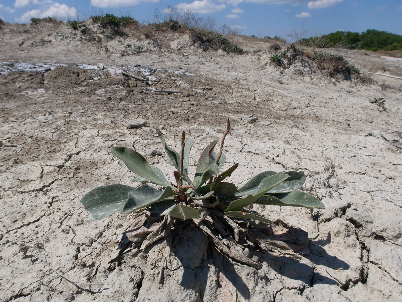 Image of Limonium scoparium specimen.