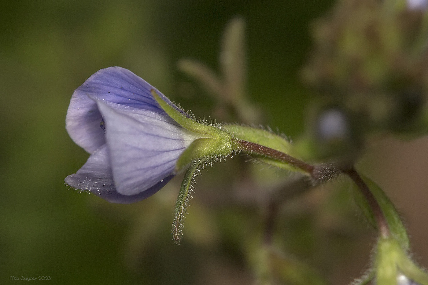 Image of Veronica vindobonensis specimen.