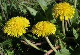 род Taraxacum