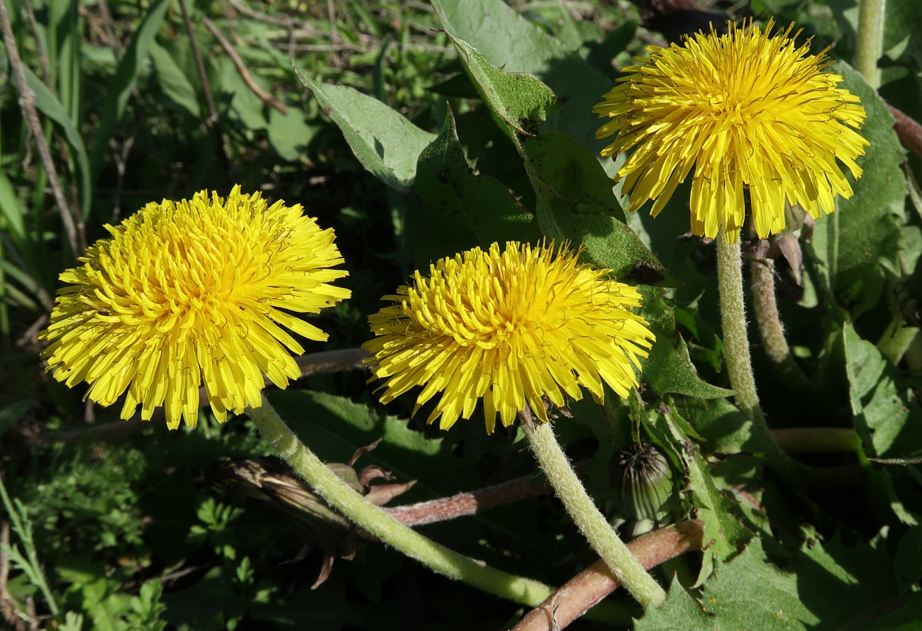 Изображение особи род Taraxacum.