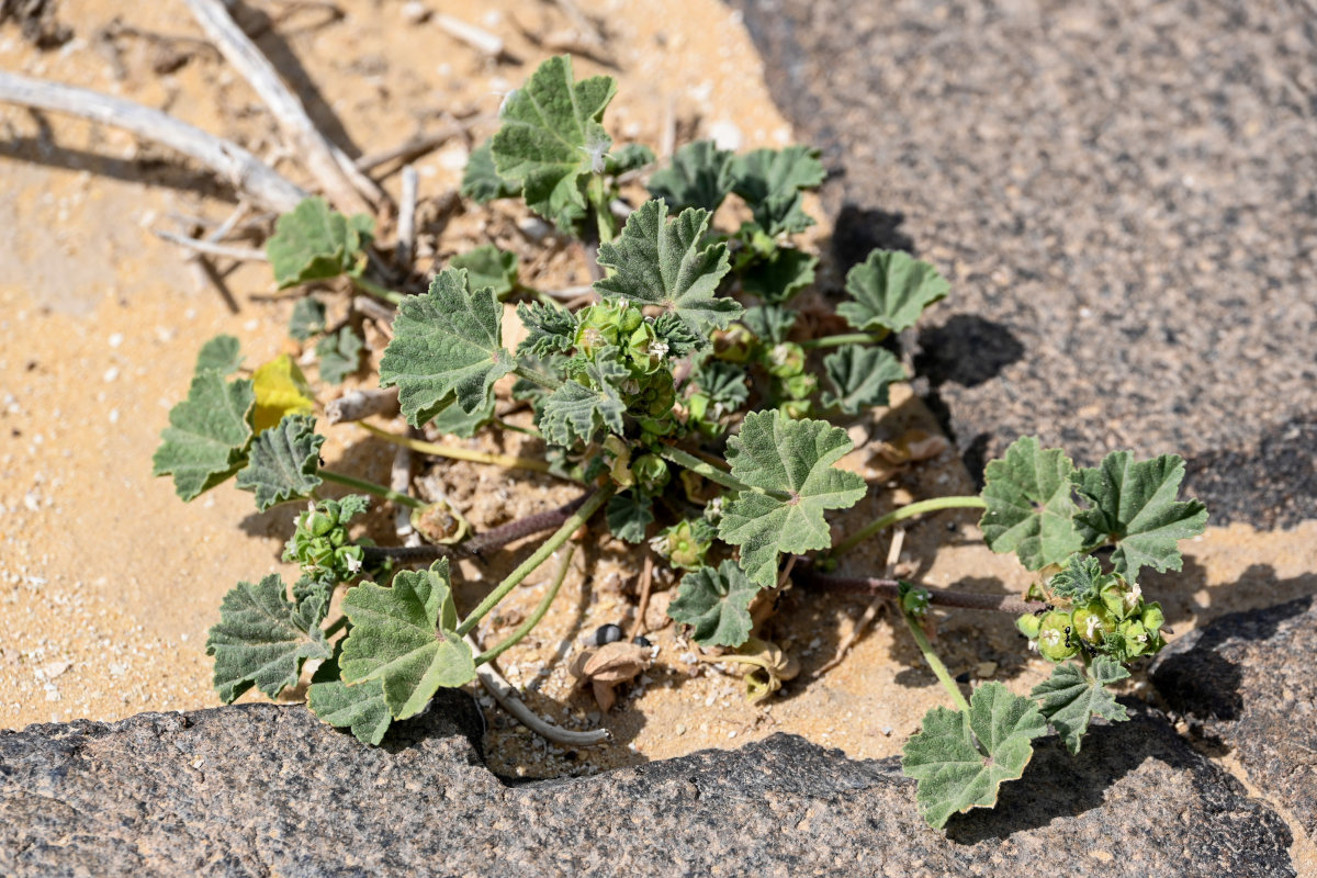 Image of Malva parviflora specimen.