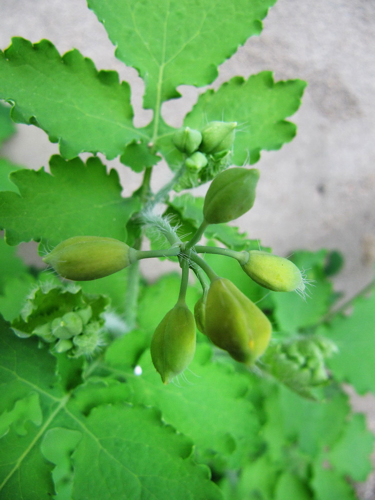 Image of Chelidonium majus specimen.