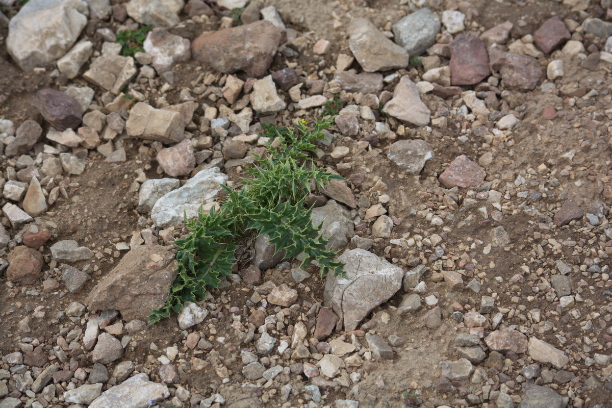 Image of familia Asteraceae specimen.