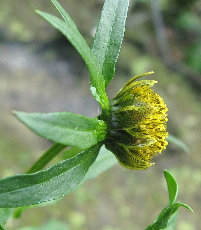 Image of Bidens cernua specimen.