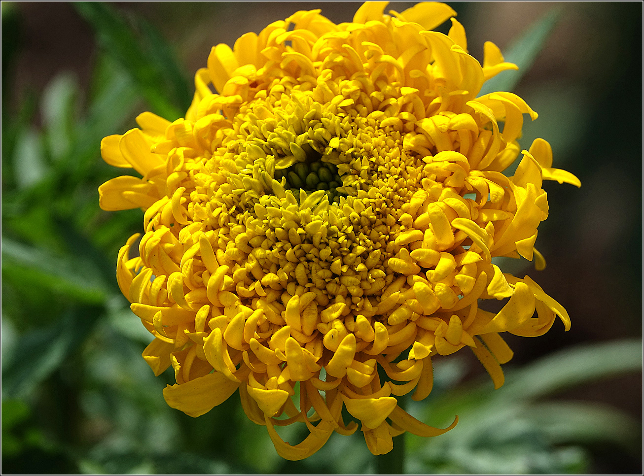 Image of Tagetes erecta specimen.