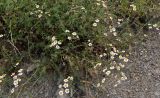 Pyrethrum peucedanifolium. Цветущие растения. Дагестан, Гунибский р-н, окр. с. Чох, ≈ 1500 м н.у.м., осыпающийся каменистый склон. 29.07.2022.