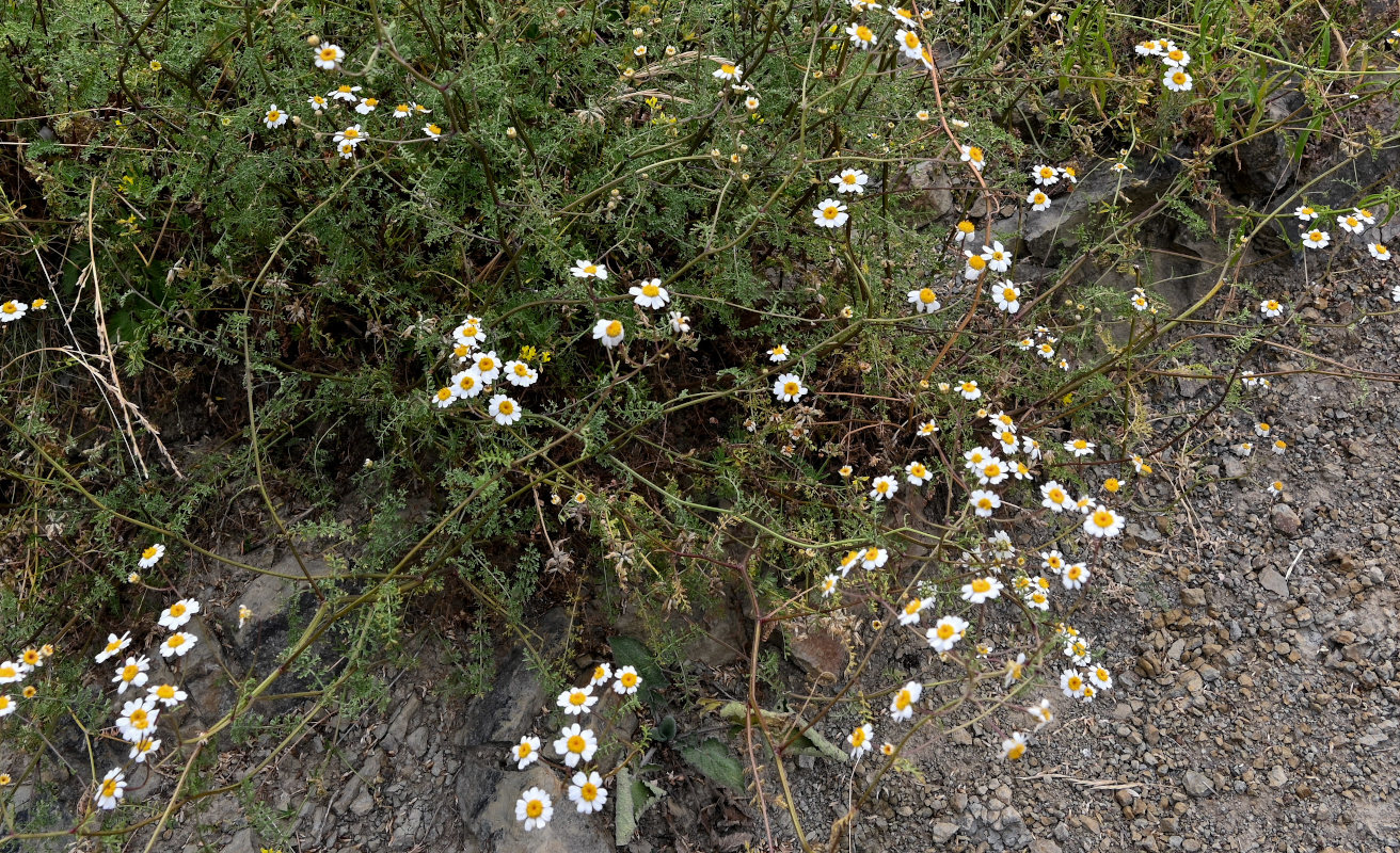 Image of Pyrethrum peucedanifolium specimen.