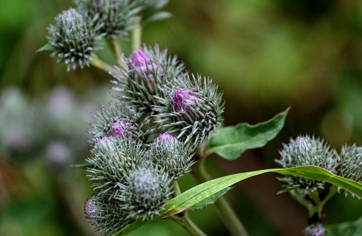 Изображение особи род Arctium.