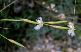 Dianthus awaricus