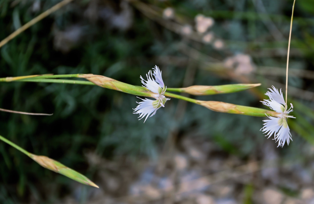 Изображение особи Dianthus awaricus.