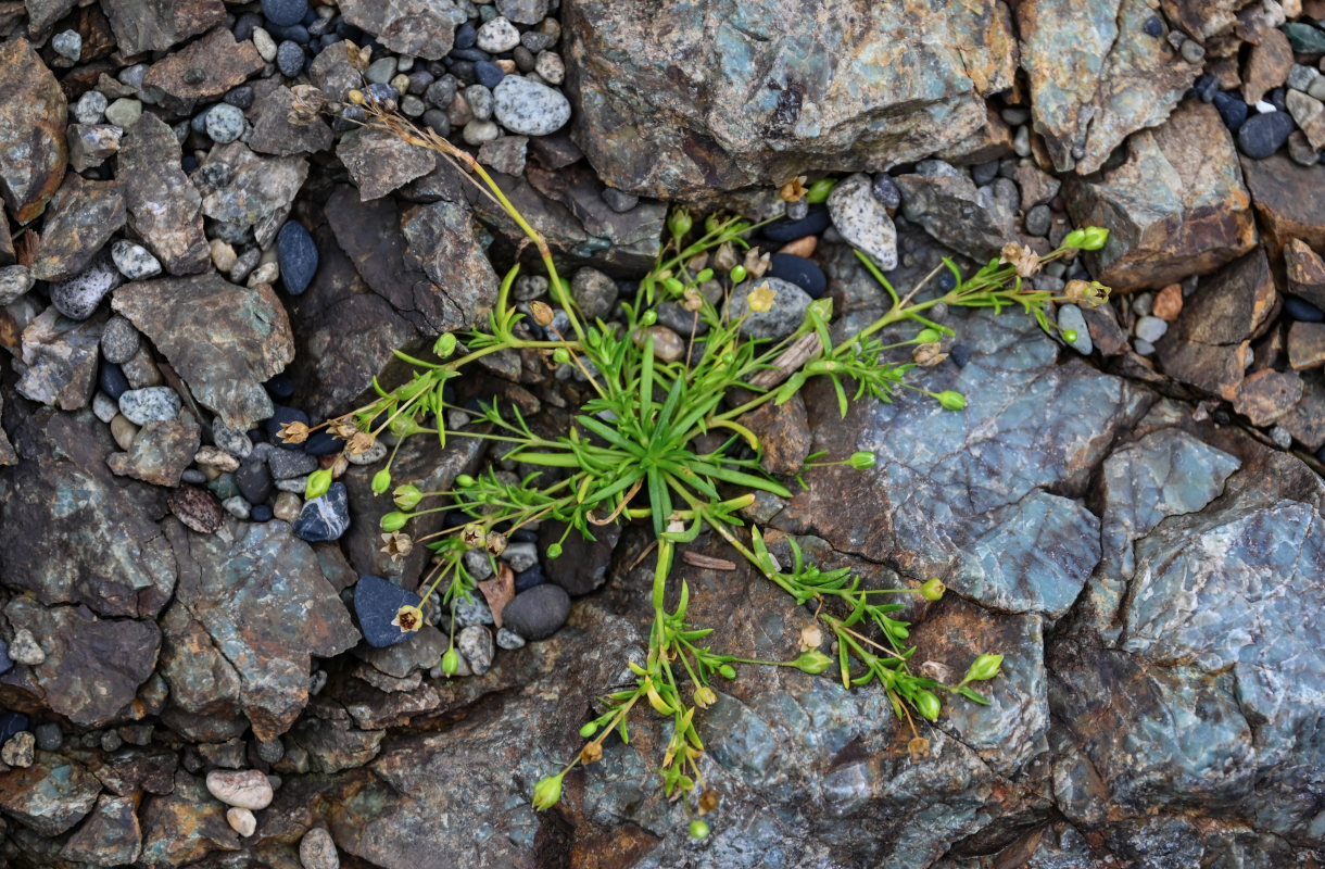 Image of Sagina maxima specimen.