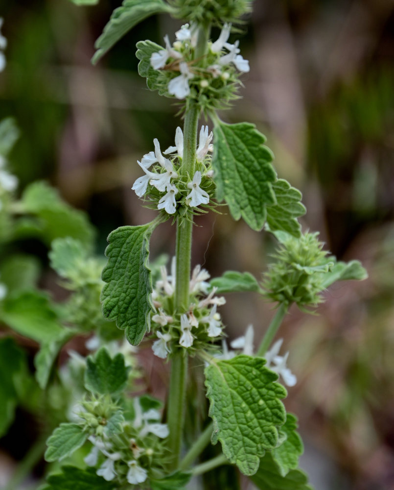 Image of Marrubium catariifolium specimen.