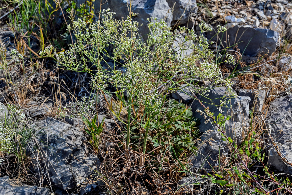 Image of Falcaria vulgaris specimen.