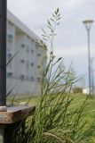 Festuca heteromalla. Цветущее растение. Крым, Севастополь, скошенный газон. 20.04.2024.