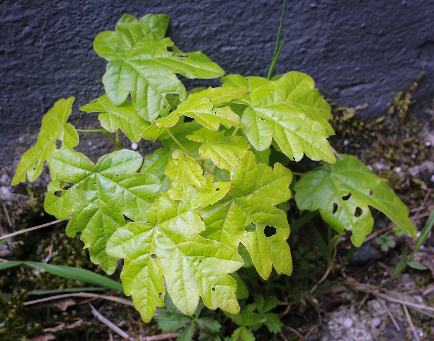 Image of Acer campestre specimen.