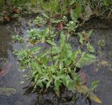 Смотреть изображение род Rumex