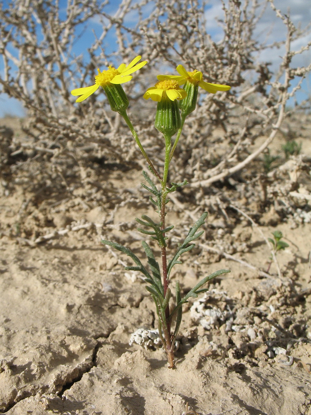 Image of Senecio noeanus specimen.