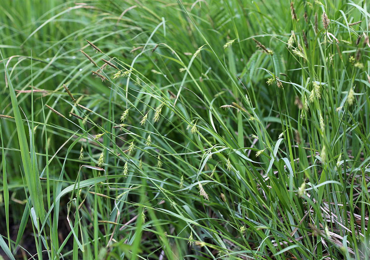 Image of Carex nikolskensis specimen.