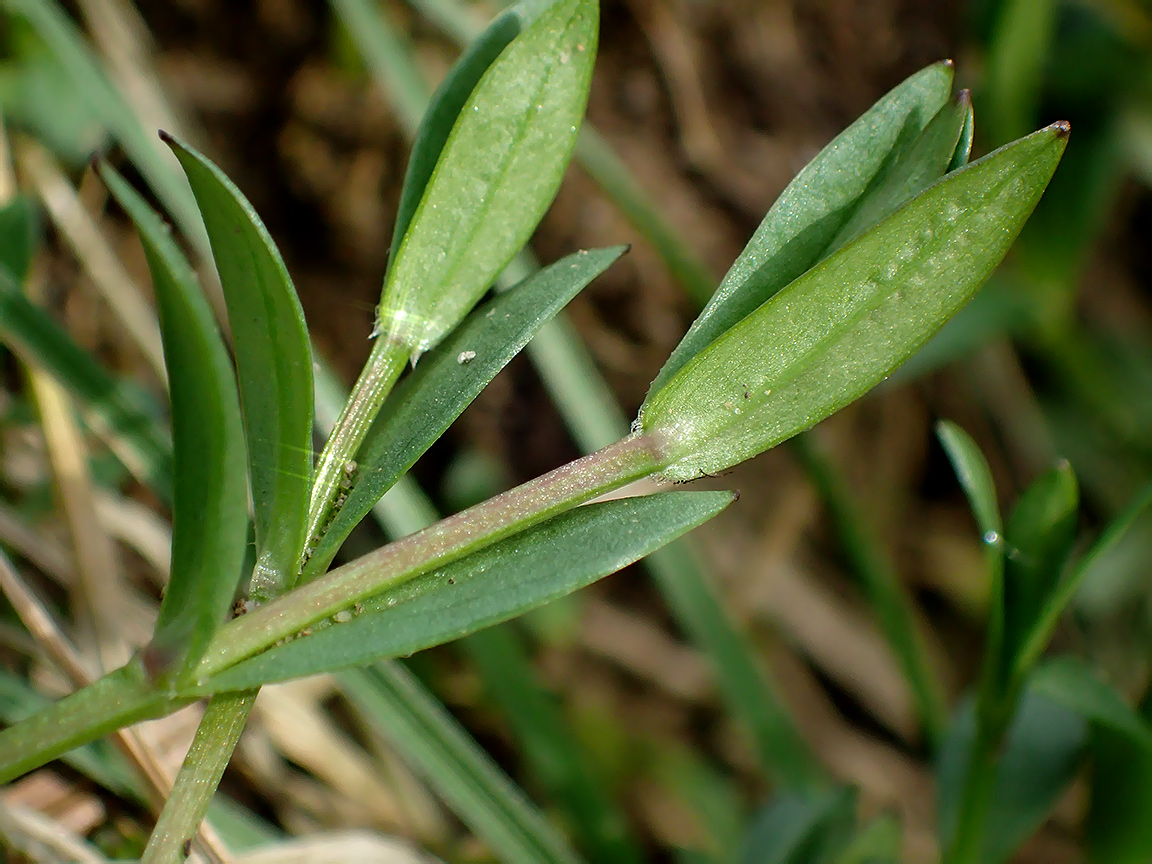 Image of familia Caryophyllaceae specimen.