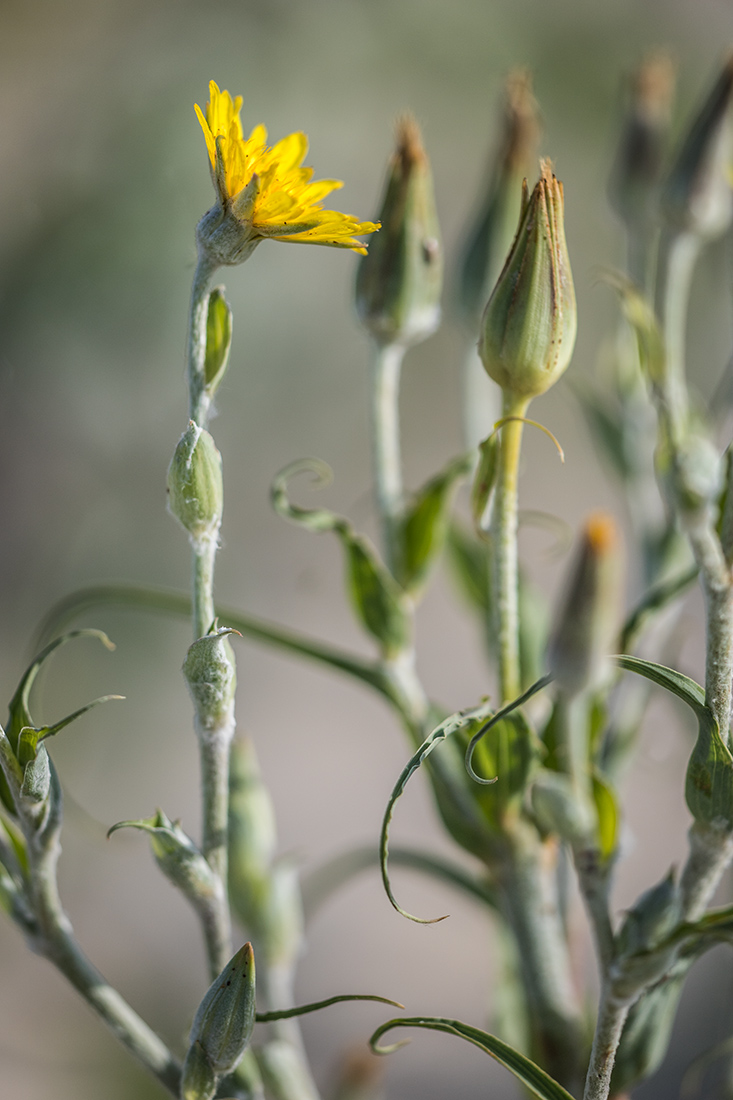 Изображение особи Tragopogon ucrainicus.