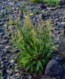 Rumex acetosa