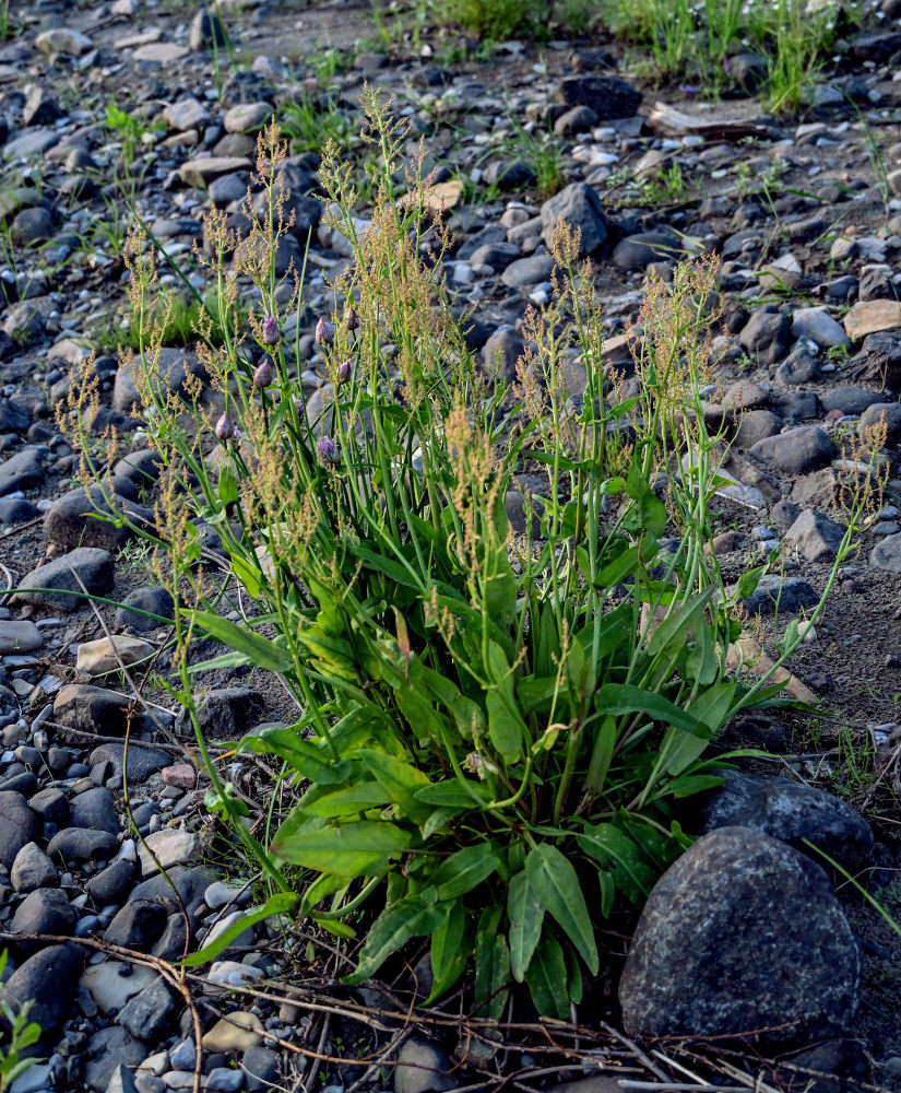 Изображение особи Rumex acetosa.