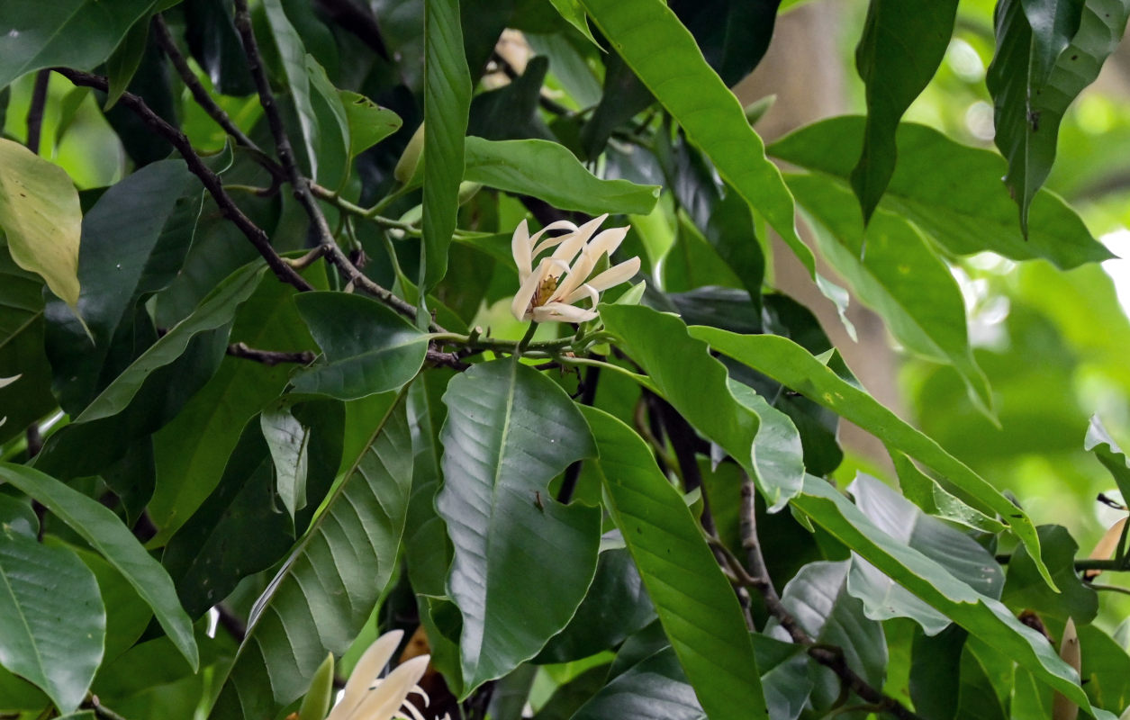 Image of Magnolia &times; alba specimen.