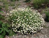 Anthemis ruthenica. Цветущее растение. Краснодарский край, м/о Анапа, окр. пос. Куматырь, дол. р. Куматырь, средний пруд, низкий каменистый правый берег. 18.06.2021.