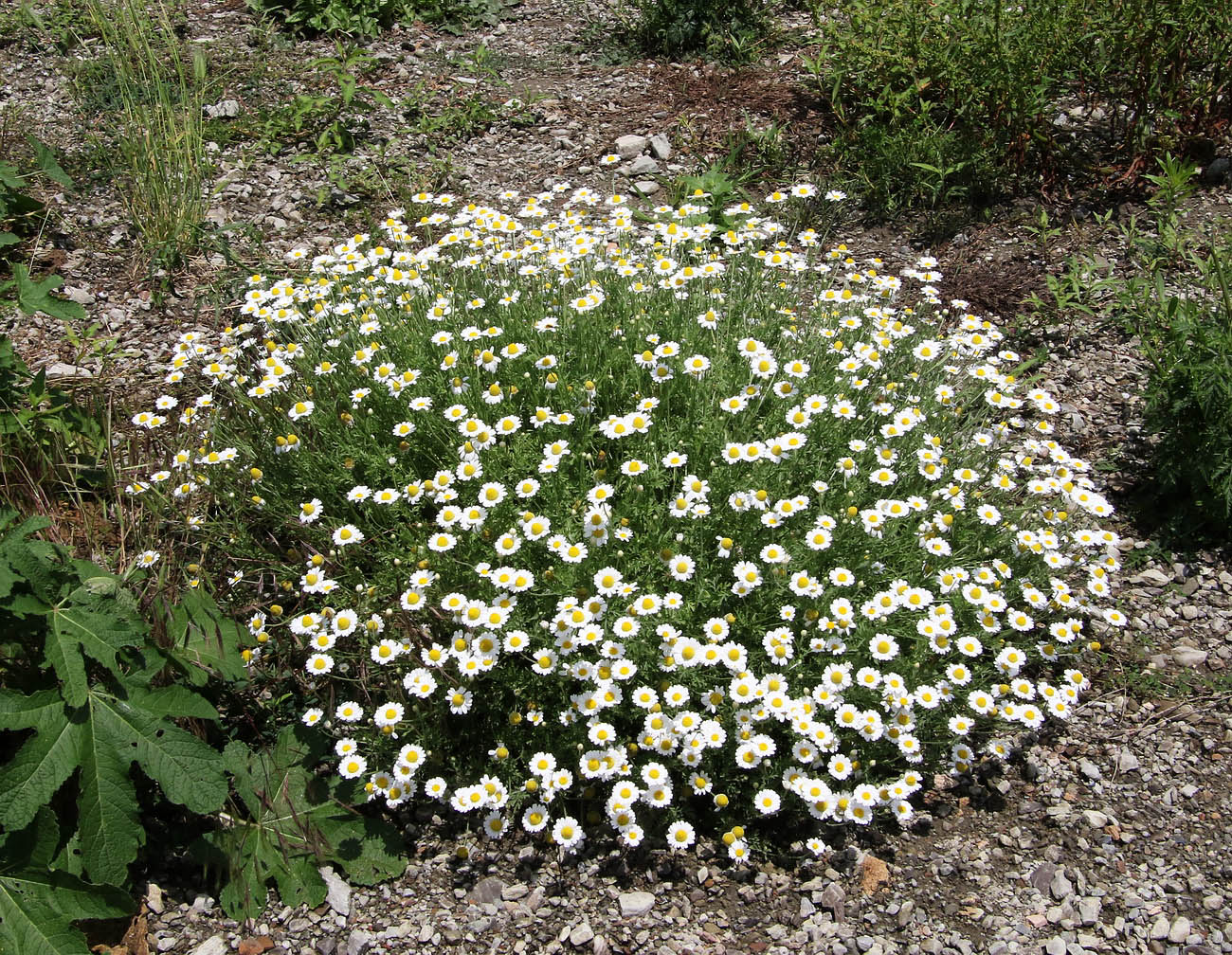 Image of Anthemis ruthenica specimen.