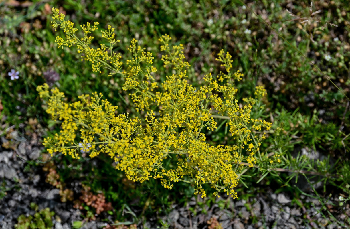 Изображение особи Galium verum.