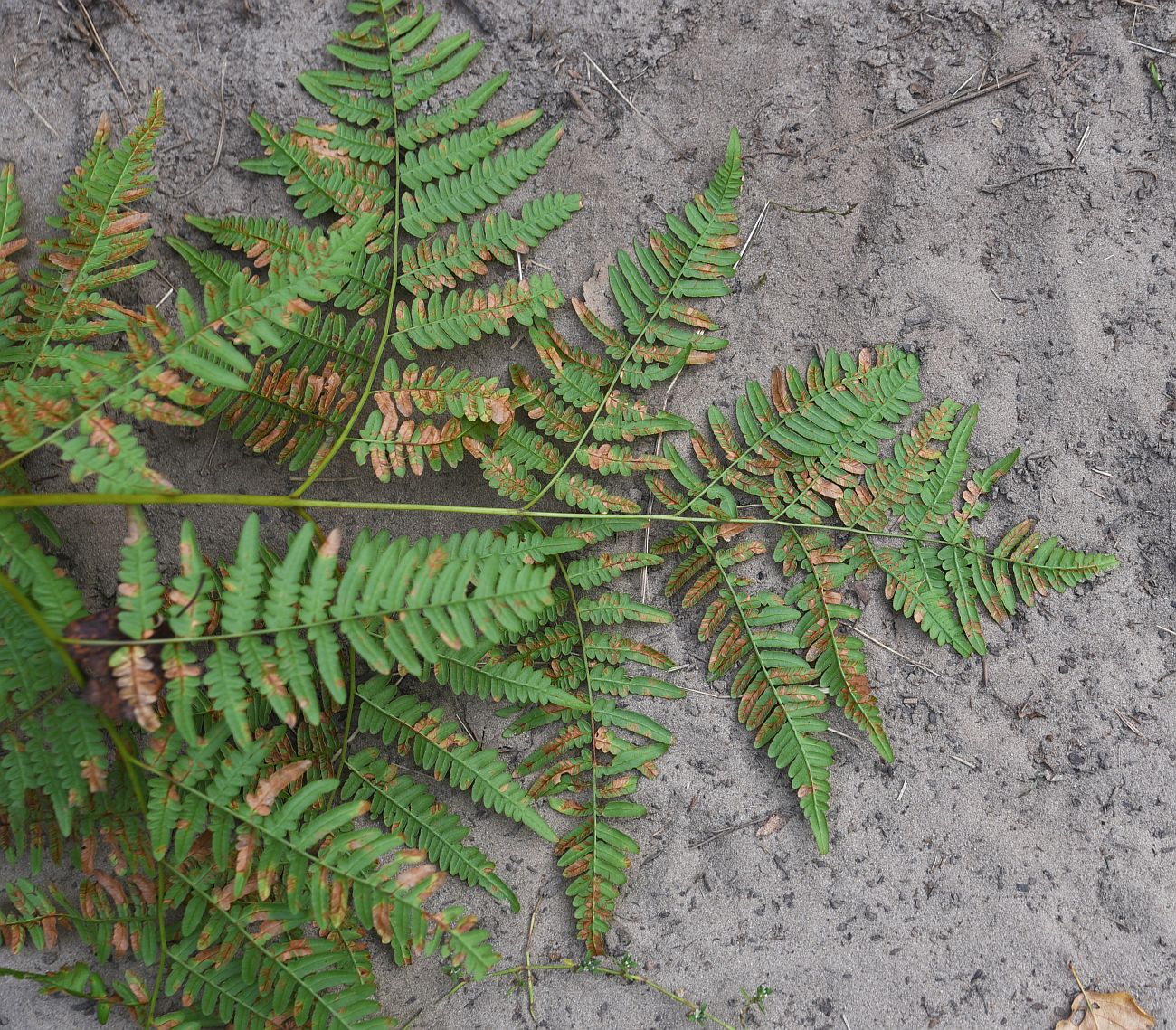 Image of Pteridium pinetorum specimen.