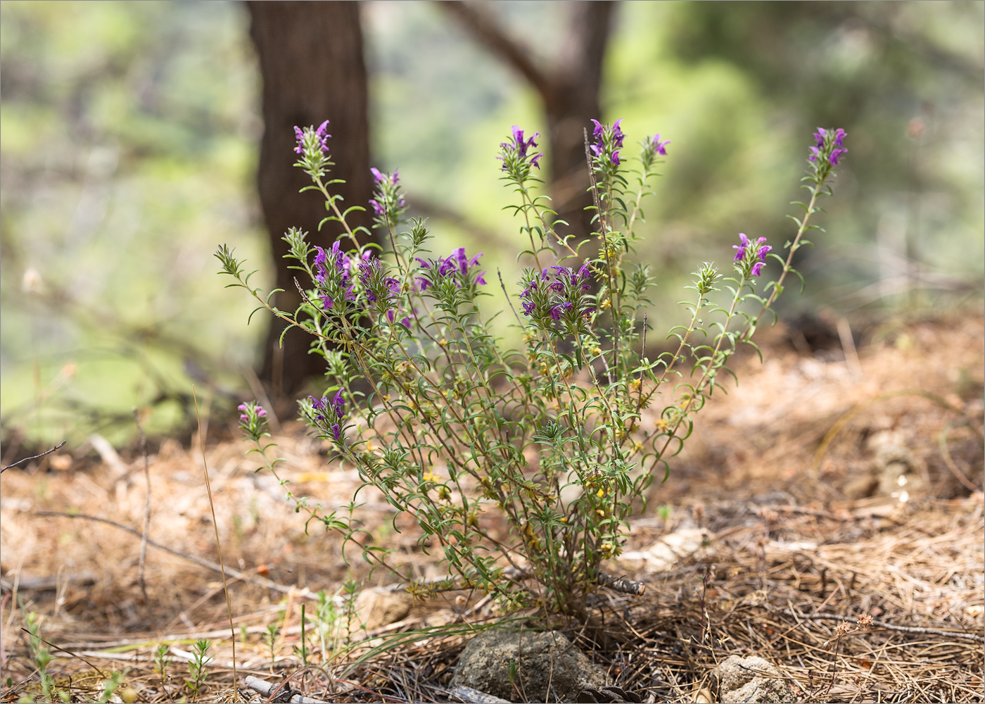 Image of familia Lamiaceae specimen.