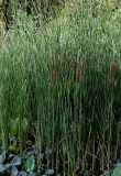 Typha angustifolia. Цветущие растения. Китай, провинция Шэньси, г. Сиань, пруд в парке. 11.06.2024.