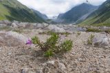 Chamaenerion colchicum. Цветущее растение. Кабардино-Балкария, Черекский р-н, долина реки Псыгансу, ≈ 2400 м н.у.м., донная морена. 30.07.2024.