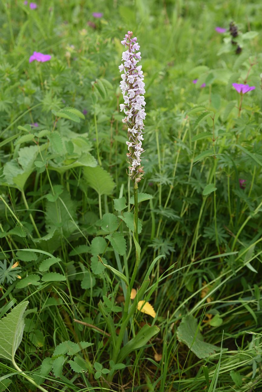 Image of Gymnadenia conopsea specimen.