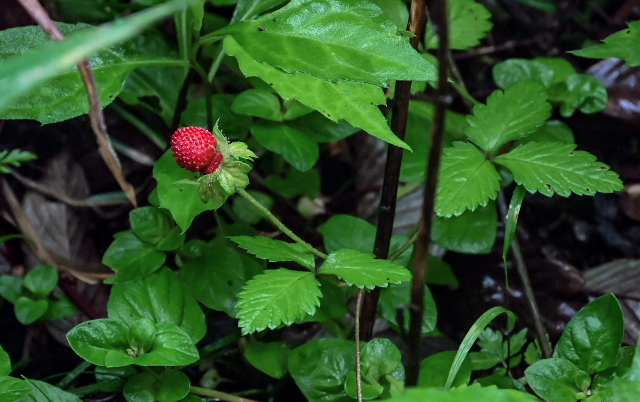 Изображение особи Duchesnea indica.