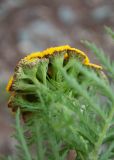 Tanacetum boreale