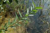 View full-size image Salix triandra