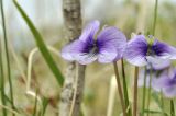 Смотреть изображение Viola dissecta