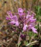 Смотреть изображение Thymus pallasianus