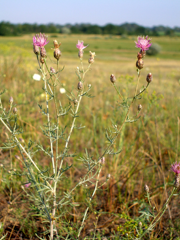 Image of Centaurea arenaria specimen.