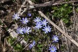 View full-size image Anemone caucasica
