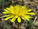 род Taraxacum. Соцветие. Смоленская обл., Смоленский р-н, окр. пос. Каспля, склон доломитового холма. 08.05.2011.